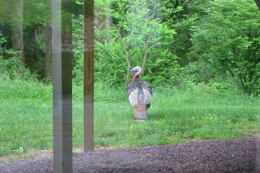 ../image/turkey at john and kathi's 4.jpg